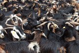 _MG_4212_goats